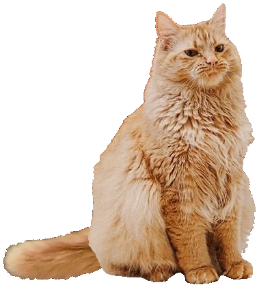 Gato Mexendo o Rabo